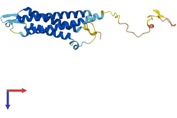 SYNGR2 Protein (AA 1-224) (His tag)