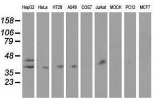 Image no. 2 for anti-Haptoglobin (HP) antibody (ABIN1498579) (Haptoglobin Antikörper)