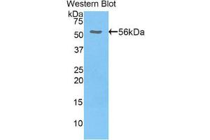 Western Blotting (WB) image for anti-Hepatocyte Growth Factor Activator (HGFA) (AA 363-622) antibody (ABIN1859148) (HGFA Antikörper  (AA 363-622))