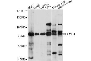 Western blot analysis of extracts of various cell lines, using ELMO1 antibody (ABIN6290344) at 1:1000 dilution. (ELMO1 Antikörper)