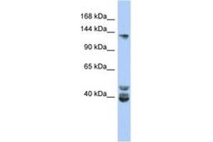 Image no. 1 for anti-Nuclear Receptor Coactivator 1 (NCOA1) (AA 611-660) antibody (ABIN6742422) (NCOA1 Antikörper  (AA 611-660))