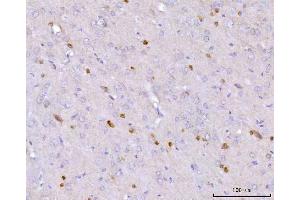 IHC analysis of CAPON/NOS1AP using anti-CAPON/NOS1AP antibody (ABIN7600833).