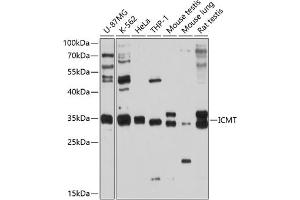 Western blot analysis of extracts of various cell lines, using ICMT antibody (ABIN6128077, ABIN6142129, ABIN6142130 and ABIN6214491) at 1:1000 dilution.
