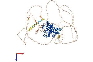 Cyclin T2 Protein (CCNT2) (AA 1-730) (His tag)
