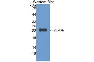 Western Blotting (WB) image for anti-CD47 (CD47) (AA 18-219) antibody (ABIN1859238) (CD47 Antikörper  (AA 18-219))
