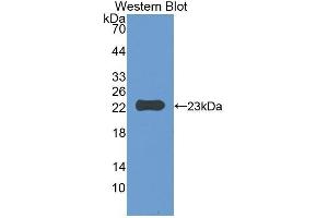 Western Blotting (WB) image for anti-CD47 (CD47) (AA 18-219) antibody (ABIN3207400) (CD47 Antikörper  (AA 18-219))