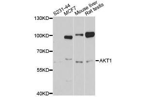Western blot analysis of extracts of various cell lines, using AKT1 antibody. (AKT1 Antikörper  (C-Term))