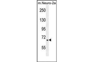 Western blot analysis of hCG_17324 Antibody (C-term) in mouse Neuro-2a cell line lysates (35ug/lane). (Primary Ciliary Dyskinesia Protein 1 (PCDP1) (AA 508-538), (C-Term) Antikörper)