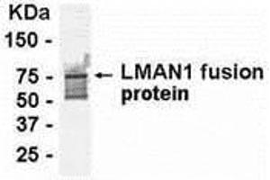 Western Blotting (WB) image for anti-Lectin, Mannose-Binding, 1 (LMAN1) (AA 270-470) antibody (ABIN2468020) (LMAN1 Antikörper  (AA 270-470))