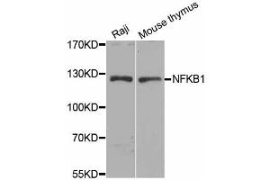 Western blot analysis of extracts of various cell lines, using NFKB1 antibody (ABIN5974018) at 1/1000 dilution. (NFKB1 Antikörper)