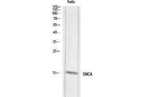 Western Blot (WB) analysis of HeLa lysis using SNCA antibody. (SNCA Antikörper)