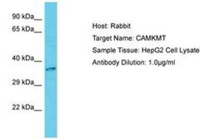 Image no. 1 for anti-Calmodulin-Lysine N-Methyltransferase (CAMKMT) (C-Term) antibody (ABIN6750679) (Calmodulin-Lysine N-Methyltransferase (CAMKMT) (C-Term) Antikörper)