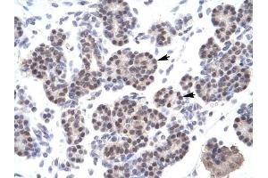 XRCC5 antibody was used for immunohistochemistry at a concentration of 4-8 ug/ml to stain Epithelial cells of pancreatic acinus (lndicated with Arrows) in Human Pancreas. (XRCC5 Antikörper)