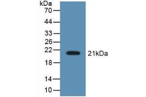 Detection of Recombinant LCN8, Mouse using Polyclonal Antibody to Lipocalin 8 (LCN8) (LCN8 Antikörper  (AA 27-176))