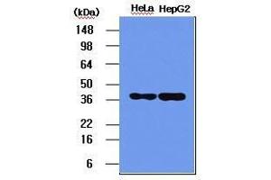 The HeLa and HepG2 cell lysates (5 ug) were resolved by SDS-PAGE, transferred to PVDF membrane and probed with anti-human NPM (1:1,000). (NPM1 Antikörper  (AA 81-294))