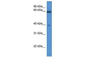 Western Blot showing Asrgl1 antibody used at a concentration of 1-2 ug/ml to detect its target protein.