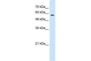 Western Blotting (WB) image for anti-Chaperonin Containing TCP1, Subunit 8 (Theta) (CCT8) antibody (ABIN2462906) (CCT8 Antikörper)