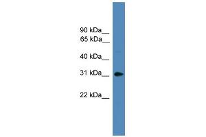 WB Suggested Anti-AREG Antibody Titration:  0. (Amphiregulin Antikörper  (Middle Region))