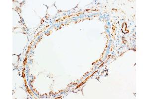 Anti-Cytochrome C antibody, IHC(F) IHC(F): Rat Brain Tissue