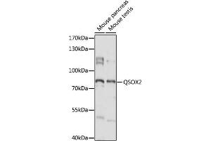 Western blot analysis of extracts of various cell lines, using QSOX2 antibody (ABIN7269780) at 1:1000 dilution.