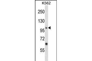 Mouse Epha4 Antibody (Center) (ABIN657836 and ABIN2846799) western blot analysis in K562 cell line lysates (35 μg/lane).