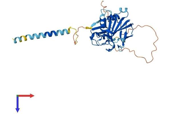 CGR19 Protein (AA 1-332) (His tag)