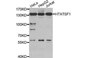 Western Blotting (WB) image for anti-HIV-1 Tat Specific Factor 1 (HTATSF1) antibody (ABIN1877006) (HTATSF1 Antikörper)