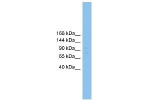 WB Suggested Anti-Rfx1 Antibody Titration: 0. (RFX1 Antikörper  (Middle Region))