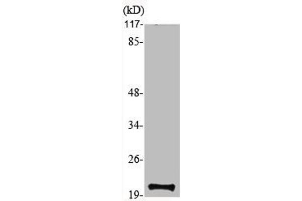 MRPS12 Antikörper  (Internal Region)