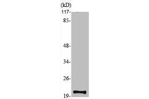 Western Blot analysis of various cells using MRP-S12 Polyclonal Antibody (MRPS12 Antikörper  (Internal Region))