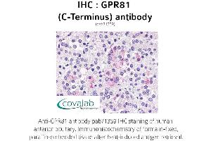 Image no. 1 for anti-G Protein-Coupled Receptor 81 (GPR81) (C-Term) antibody (ABIN1735170) (GPR81 Antikörper  (C-Term))