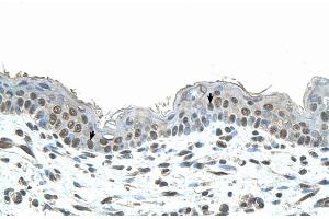Immunohistochemistry with Human Skin lysate tissue (SMAD1 Antikörper  (N-Term))
