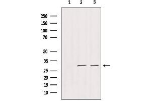 Western blot analysis of extracts from various samples, using DNAJB3 Antibody. (DnaJ (Hsp40) Homolog, Subfamily B, Member 3 (DNAJB3) (Internal Region) Antikörper)