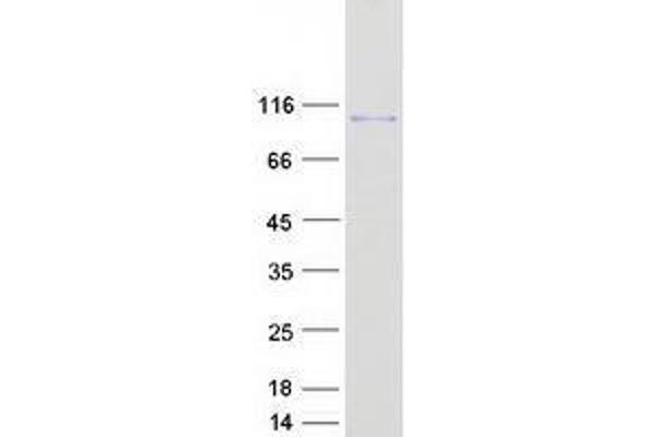 VPS39 Protein (Myc-DYKDDDDK Tag)