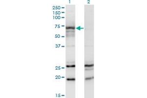 Western Blot analysis of MGAT3 expression in transfected 293T cell line by MGAT3 monoclonal antibody (M01), clone 2G4. (MGAT3 Antikörper  (AA 430-531))