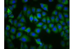 Immunofluorescence staining of Hela cells with ABIN7172324 at 1:200, counter-stained with DAPI. (TAAR5 Antikörper  (AA 1-34))