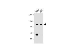 All lanes : Anti-LONP1 Antibody (Center) at 1:2000 dilution Lane 1: Hela whole cell lysate Lane 2: 293 whole cell lysate Lysates/proteins at 20 μg per lane. (LONP1 Antikörper  (AA 389-418))