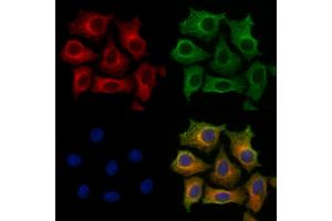 ABIN7094363 and ABIN7098410 staining HepG2 cells by IF/ICC. (STARD3 Antikörper  (Internal Region))