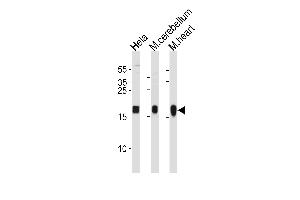 NDUFS7 Antibody (Center) (ABIN1881572 and ABIN2843449) western blot analysis in Hela cell line and mouse cerebellum,heart tissue lysates (35 μg/lane). (NDUFS7 Antikörper  (AA 119-146))