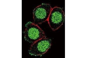 Confocal immunofluorescent analysis of X6 Antibody (Center) (ABIN390916 and ABIN2841118) with Hela cell followed by Alexa Fluor 488-conjugated goat anti-rabbit lgG (green). (PAX6 Antikörper  (AA 183-210))