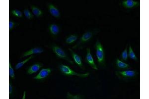 Immunofluorescence (IF) image for anti-Solute Carrier Family 17 (Anion/Sugar Transporter), Member 4 (SLC17A4) (AA 14-57) antibody (ABIN7164602)
