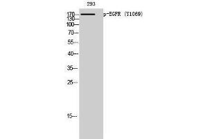 Western Blotting (WB) image for anti-Epidermal Growth Factor Receptor (EGFR) (pTyr1069) antibody (ABIN3182252) (EGFR Antikörper  (pTyr1069))