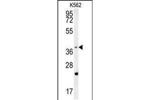 Western blot analysis in K562 cell line lysates (35ug/lane). (FBXW12 Antikörper  (C-Term))