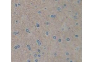 IHC-P analysis of Kidney tissue, with DAB staining. (FGF15 Antikörper  (AA 25-218))