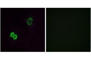 Immunofluorescence (IF) image for anti-Similar To Olfactory Receptor, Family 2, Subfamily T, Member 1 (OR2T1) (AA 231-280) antibody (ABIN2890990) (OR2T1 Antikörper  (AA 231-280))