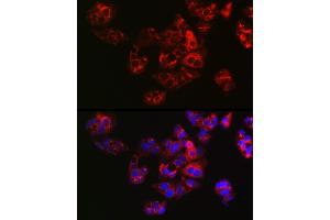Immunofluorescence analysis of HepG2 cells using APOE Rabbit pAb (ABIN6133561, ABIN6137017, ABIN6137019 and ABIN6213793) at dilution of 1:100 (40x lens). (APOE Antikörper  (AA 200-300))