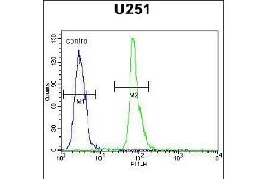 Flow cytometric analysis of U251 cells (right histogram) compared to a negative control cell (left histogram). (COPZ2 Antikörper  (C-Term))