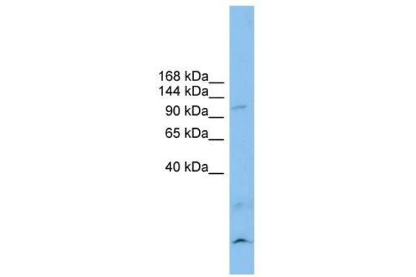 Calsyntenin 3 Antikörper  (N-Term)