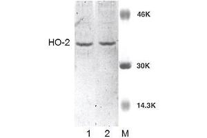 Western blot analysis of Rat Brain cell lysates showing detection of HO-2 protein using Rabbit Anti-HO-2 Polyclonal Antibody .