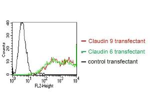 BOSC23 cells were transiently transfected with an expression vector encoding either Claudin 9 (red curve), Claudin 6 (green curve) or an irrelevant protein (control transfectant). (Claudin 6/9 Antikörper)